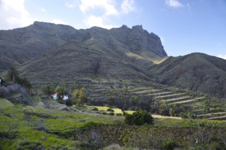 Alajero, La Gomera, Canary Islands, Spain, Europe