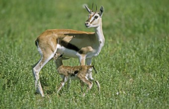 Thomson's Gazelle (gazella) thomsoni, Female with Newborn Fawn, Masai Mara Park in Kenya