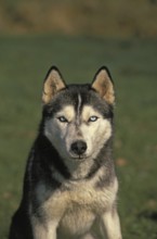 Siberian Husky Dog, Portrait of Adult