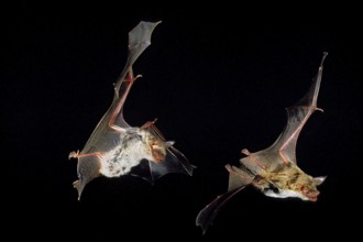 Mouse-Eared Bat (myotis myotis), Adults in Flight against Black background
