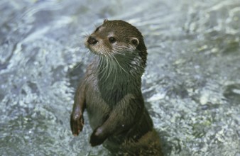 European Otter (lutra lutra), Adult standing in River