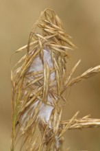 Thorn finger spider (Cheiracanthium punctorium) cocoon, Havelland, Brandenburg, Germany, Europe