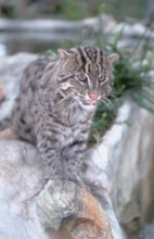 Fishing Cat (Prionailurus viverrinus) (Felis viverrinus)