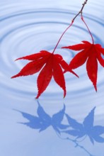 Leaves, Downy Japanese Maple (Acer japonicum) sycamore
