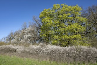 Forest edge, Norway maple (Acer platanoides) and blackthorn (Prunus spinosa), flowering, Thuringia,