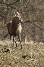 Red deer (Cervus elaphus) without antlers, has shed both poles, Allgäu, Bavaria, Germany, Europe