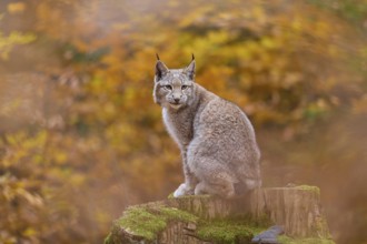 Eurasian lynx (Lynx lynx), sitting on tree trunk in autumn forest