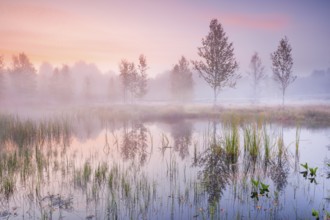 In a pink morning sky, wisps of mist form and birch trees are reflected in the water of the