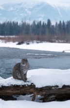 Bobcat (Lynx rufus), Rotluchs, Schnee, snow