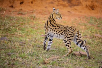 Serval (Leptailurus serval) Masai Mara Kenya