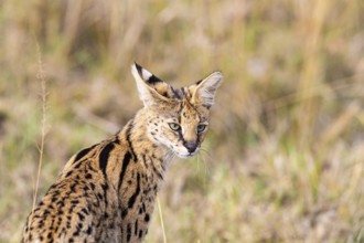 Serval (Leptailurus serval) Masai Mara Kenya