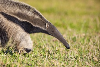 Giant anteater (Myrmecophaga tridactyla) Pantanal Brazil