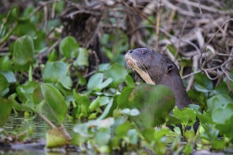 Giant otter (Pteronura brasiliensis) Pantanal Brazil