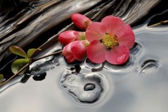 Chaenomeles japonica (Chaenomeles japonica) flowers, stones and wood in water