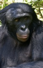 Bonobo (Pan paniscus), portrait, Lola ya Bonobo Sanctuary, Kimwenza, Mont Ngafula, Kinshasa,