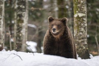 European brown bear (Ursus arctos arctos) in the forest, bear in the snow, winter, Notranjska