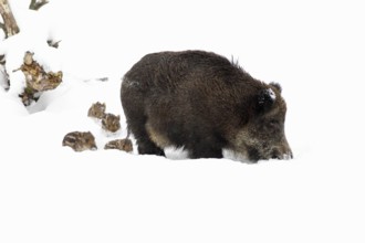 Wild boars (Sus scrofa), sows and young boars