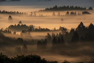 Fog between trees in the morning light, backlight, autumn, Loisach-Lake Kochel moor, Alpine