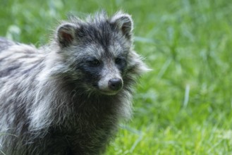 Raccoon dog (Nyctereutes procyonoides), portrait, captive, Hesse, Germany, Europe