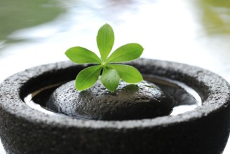 Woodruff, leaf on stone in a bowl