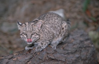 Geoffroy's Cat (Felis geoffroyi)