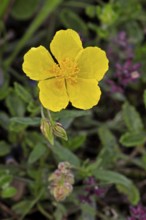 Common rockrose, common rock rose, common rock-rose (Helianthemum nummularium) (Helianthemum