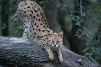 Serval (Felis serval) South_Africa, South Africa, Africa
