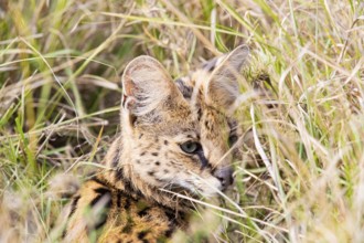 Serval (Leptailurus serval) Masai Mara Kenya