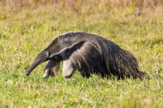 Giant anteater (Myrmecophaga tridactyla) Pantanal Brazil