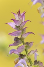 Close-up of a clary (Salvia sclarea) flower with fine details of the petals against a yellow