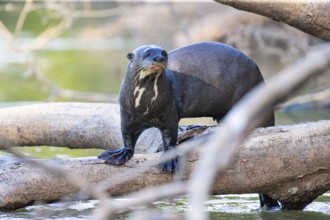 Giant otter (Pteronura brasiliensis) Pantanal Brazil