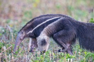Giant anteater (Myrmecophaga tridactyla) Pantanal Brazil