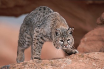 Bobcat (Lynx rufus)