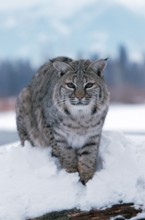 Bobcat (Lynx rufus)