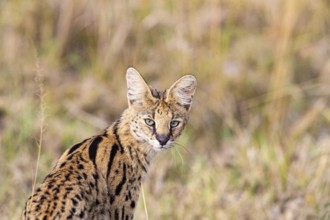 Serval (Leptailurus serval) Masai Mara Kenya