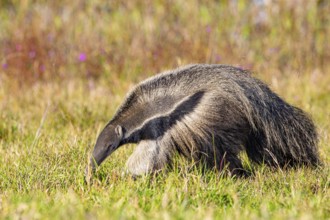 Giant anteater (Myrmecophaga tridactyla) Pantanal Brazil