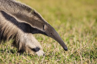 Giant anteater (Myrmecophaga tridactyla) Pantanal Brazil