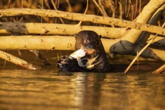 Giant otter (Pteronura brasiliensis) Pantanal Brazil
