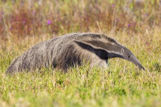 Giant anteater (Myrmecophaga tridactyla) Pantanal Brazil