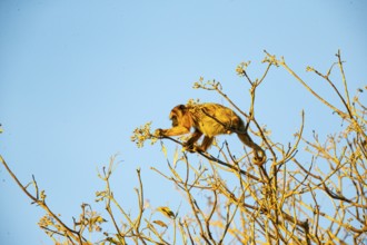Black howler (Alouatta caraya) Pantanal Brazil