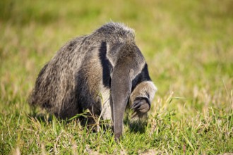 Giant anteater (Myrmecophaga tridactyla) Pantanal Brazil