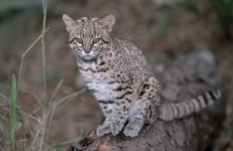 Geoffroy's Cat (Felis geoffroyi), small spotted cat