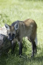 Maned Wolf (Chrysocyon brachyurus)