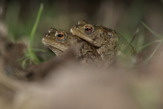 Common toad (Bufo bufo), pair, on the way to spawning waters, evening, toad migration, Bottrop,