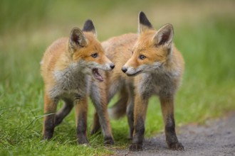 Red fox (Vulpes vulpes), two young foxes standing together, summer, Hesse, Germany, Europe