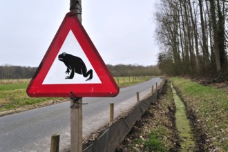 Warning sign and barrier with buckets for migrating amphibians, common toad (Bufo bufo) crossing