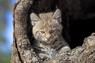 Bobcat (Lynx rufus), young, 8 weeks, in bobcat (Felis rufa)