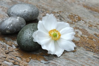Autumn anemone and stones, Japanese anemone (Anemone japonica)