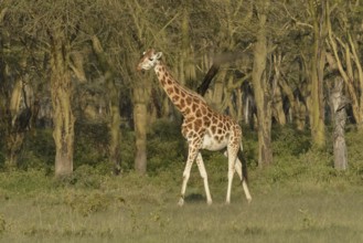 Rothschild Giraffe or Ugandan Giraffe (Giraffa camelopardalis rothschildi), Lake Nakuru National