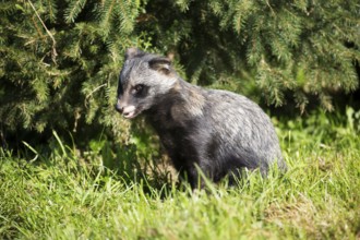 A sitting tanuki in side view at the edge of the forest